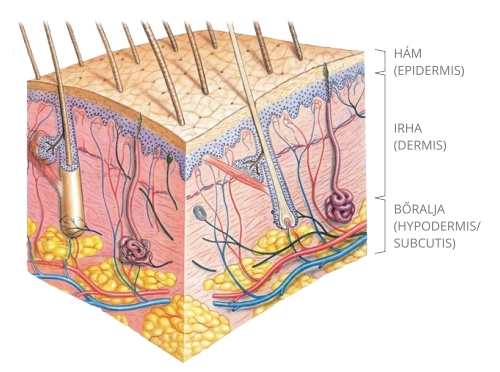 thermage-kozmetikai-kezeles-mukodese-bor